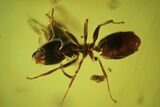 Two Fossil Ants (Formicidae) & A Beetle (Coleoptera) In Baltic Amber #105485-2